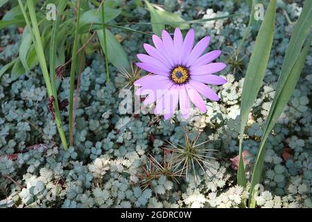Osteospermum jucundum ‘Blackthorn Seedling’ deliziosa margherita africana – mauve daisy-like fiori su steli molto corti, luglio, Inghilterra, Regno Unito Foto Stock