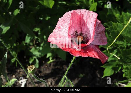 Papaver rhoeas Shirley Double Mixed mais papavero ‘SDirley Double Mixed’ – fiori rossi rosa e bianchi chiazzati con petali cremosi, luglio, Inghilterra, Regno Unito Foto Stock