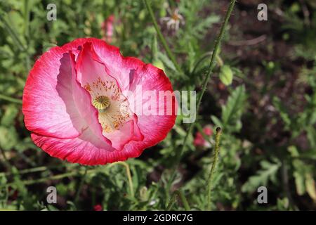 Papaver rhoeas Shirley Double Mixed mais papavero ‘SDirley Double Mixed’ - fiori bianchi con margini rosa rosso e centro, petali cremosi, luglio, Inghilterra Foto Stock