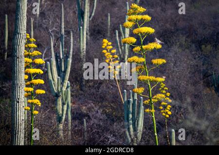 Una colomba dalle ali bianche e un cardinale del deserto su una pianta fiorente del secolo nella riserva di Tehuacan-Cuicatlan, Puebla, Messico Foto Stock