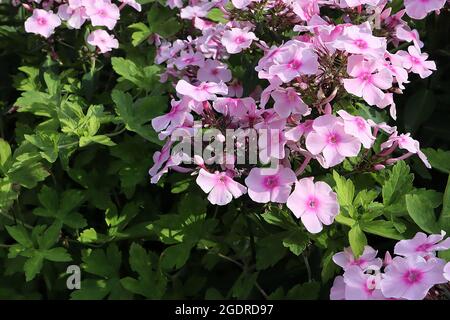 Flox paniculata ‘occhi brillanti perenni flox occhi brillanti – fiori rosa pallido con centro rosa intenso, boccioli di fiori, luglio, Inghilterra, Regno Unito Foto Stock
