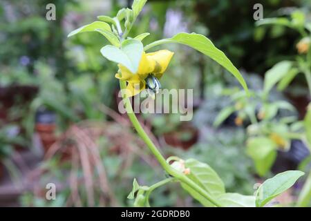 Physalis ixocarpa tomatillo – fiori gialli a faccia aperta con segni verdi marroni e foglie verdi chiare ovate, luglio, Inghilterra, Regno Unito Foto Stock