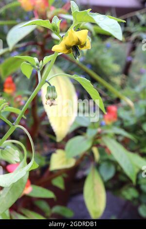 Physalis ixocarpa tomatillo – fiori gialli a faccia aperta con segni verdi marroni e foglie verdi chiare ovate, luglio, Inghilterra, Regno Unito Foto Stock