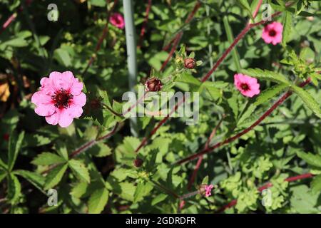 Potentilla nepalensis ‘Miss Wilmott’ cinqueboil nepalese Miss Wilmott – fiori rosa medi con alone rosso e vene, luglio, Inghilterra, Regno Unito Foto Stock