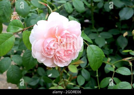 Rosa ‘moglie di Bath’ (rosa arbusto) rosa moglie di Bath – fiori doppi rosa pallido di medie dimensioni, luglio, Inghilterra, Regno Unito Foto Stock