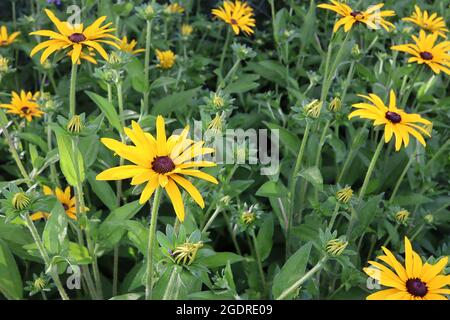 Rudbeckia fulgida var deamii Deams coneflower - giallo daisy-like fiori con lunghi petali snelli e cupole centro marrone scuro, luglio, Inghilterra, Regno Unito Foto Stock