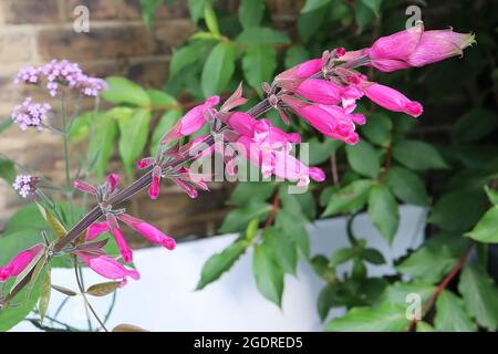 Salvia involucrata ‘Sage di foglie rosate di Boutin – fiori porpora profondi tubolari e foglie di tipo salvia, luglio, Inghilterra, Regno Unito Foto Stock