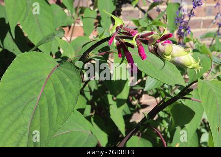 Salvia involucrata ‘Sage di foglie rosate di Boutin – fiori porpora profondi tubolari e foglie di tipo salvia, luglio, Inghilterra, Regno Unito Foto Stock