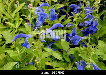 Salvia patens ‘patio Deep Blue’ Genziana salvia patio Deep Blue – punte di fiori verticali con cappuccio di fiori blu profondo e foglie verdi fresche, luglio, Regno Unito Foto Stock