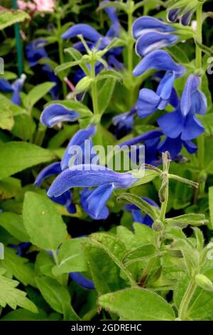 Salvia patens ‘patio Deep Blue’ Genziana salvia patio Deep Blue – punte di fiori verticali con cappuccio di fiori blu profondo e foglie verdi fresche, luglio, Regno Unito Foto Stock