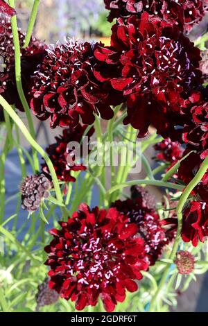 Scabiosa atropurpurea ‘Black Cat’ Scabious Black Cat – fiori rossi color cremisi con resistenza bianca su alti steli torcenti, luglio, Inghilterra, Regno Unito Foto Stock