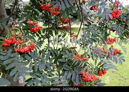 Sorbus aucuparia ‘Sheerwater’ rowan Sheerwater - denso grappolo di bacche arancioni e foglie di pinna verde scuro, luglio, Inghilterra, Regno Unito Foto Stock