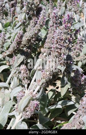 Stachys byzantina ‘Silver Carpet’ lamb’s ear – foglie morbide e spesse di colore grigio argento, luglio, Inghilterra, Regno Unito Foto Stock