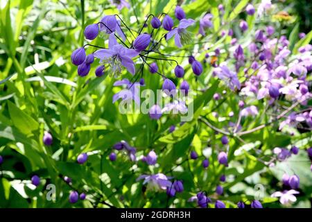 Thalictrum delavayi ‘Ankum’ Prato cinese rue Ankum – Panicelle ariose di fiori di malva pendolari con lunghe stampelle bianche con punta gialla, steli alti, Foto Stock