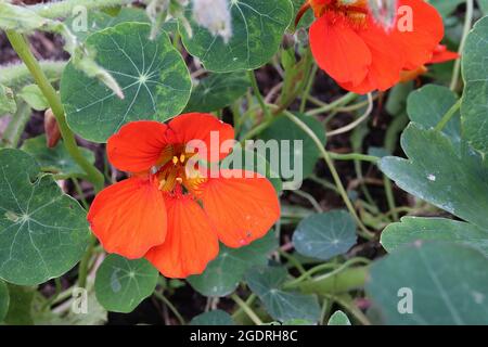 Tropaeolum ‘Whirlybird Series’ Nasturzio Whirlybird Series - fiori rossi a forma di imbuto con venature marroni e rosse, foglie verdi circolari, luglio, Regno Unito Foto Stock