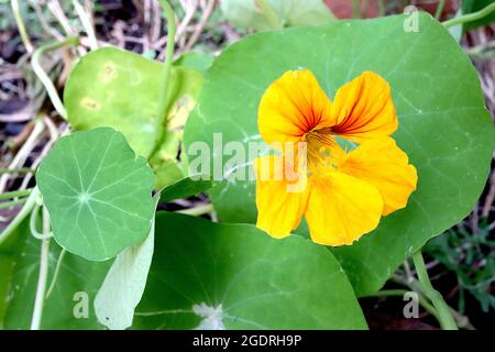 Tropaeolum ‘Whirlybird Series’ Nasturzio Whirlybird Series - fiori gialli a forma di imbuto con vene di colore bruno e arancio, foglie verdi circolari, Foto Stock