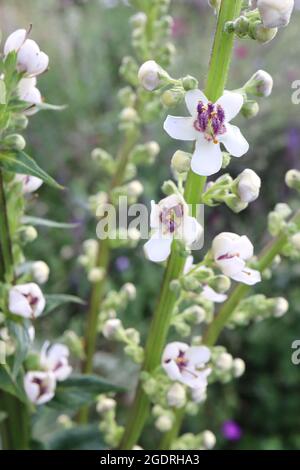 Verbascum chaixii ‘Album’ Mullein lievitato in ortica Album - punte di fiori sciolti di fiori bianchi a forma di ciotola con soffici colori viola, luglio, Inghilterra, Regno Unito Foto Stock