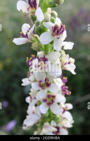 Verbascum chaixii ‘Album’ Mullein lievitato in ortica Album - punte di fiori sciolti di fiori bianchi a forma di ciotola con soffici colori viola, luglio, Inghilterra, Regno Unito Foto Stock