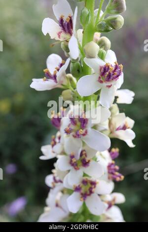 Verbascum chaixii ‘Album’ Mullein lievitato in ortica Album - punte di fiori sciolti di fiori bianchi a forma di ciotola con soffici colori viola, luglio, Inghilterra, Regno Unito Foto Stock