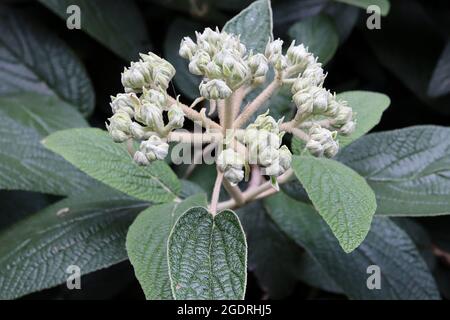 Viburnum x rytidophylloides ‘Alleghany’ Viburnum Alleghany – grappolo di gemme di fiori di crema di furry e foglie di ovate rugose, luglio, Inghilterra, Regno Unito Foto Stock