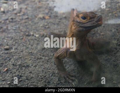 Iguana pronto a colpire Foto Stock