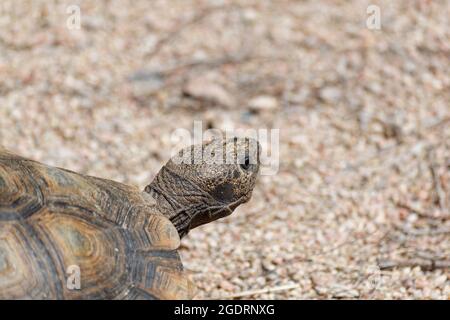 Desert Tartaruga Passeggiate nel deserto e alla ricerca di cibo Foto Stock