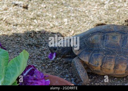 Desert Tartaruga Passeggiate nel deserto e alla ricerca di cibo Foto Stock