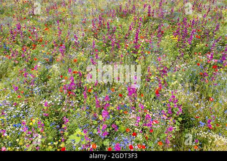Paesi Bassi, Warffum, fiori selvatici per l'arricchimento del suolo. Foto Stock