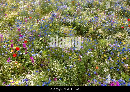 Paesi Bassi, Warffum, fiori selvatici per l'arricchimento del suolo. Foto Stock