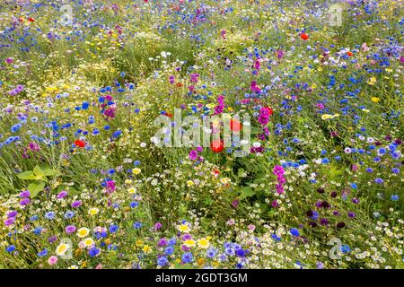 Paesi Bassi, Warffum, fiori selvatici per l'arricchimento del suolo. Foto Stock
