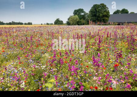 Paesi Bassi, Warffum, fiori selvatici per l'arricchimento del suolo. Fattoria. Foto Stock