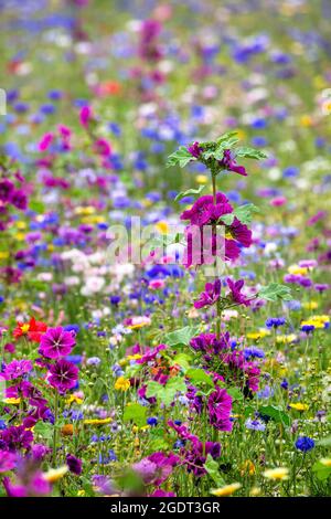 Paesi Bassi, Warffum, fiori selvatici per l'arricchimento del suolo. Foto Stock