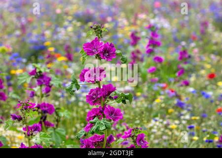 Paesi Bassi, Warffum, fiori selvatici per l'arricchimento del suolo. Foto Stock