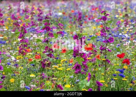 Paesi Bassi, Warffum, fiori selvatici per l'arricchimento del suolo. Foto Stock