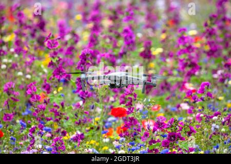 Paesi Bassi, Warffum, fiori selvatici per l'arricchimento del suolo. Drone DJI mavic pro. Foto Stock