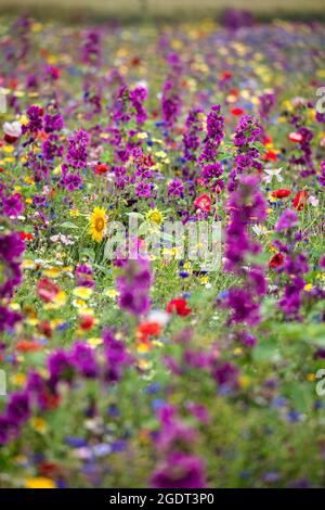 Paesi Bassi, Warffum, fiori selvatici per l'arricchimento del suolo. Foto Stock