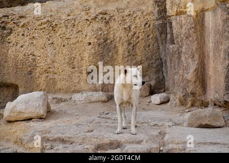 Un cane randagio ​​at le piramidi di Giza, il Cairo, Egitto Foto Stock