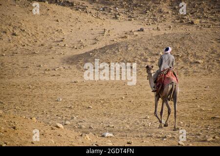 Un egiziano che guida un cammello alle piramidi di Giza, il Cairo, Egitto Foto Stock