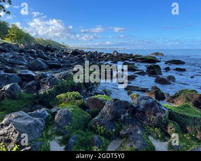 Il muschio di mare ricco e denso cresce su slick rocce che si trovano sulle rive di una spiaggia a Lahaina, Maui, Hawaii. Foto Stock