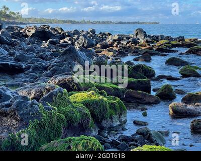 Il muschio di mare ricco e denso cresce su slick rocce che si trovano sulle rive di una spiaggia a Lahaina, Maui, Hawaii. Foto Stock