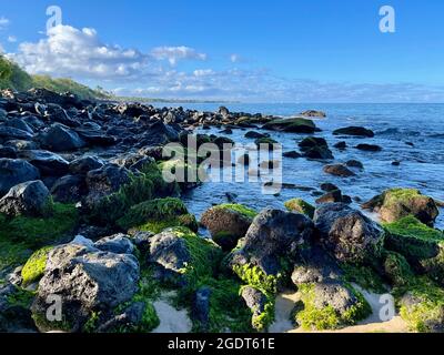 Il muschio di mare ricco e denso cresce su slick rocce che si trovano sulle rive di una spiaggia a Lahaina, Maui, Hawaii. Foto Stock