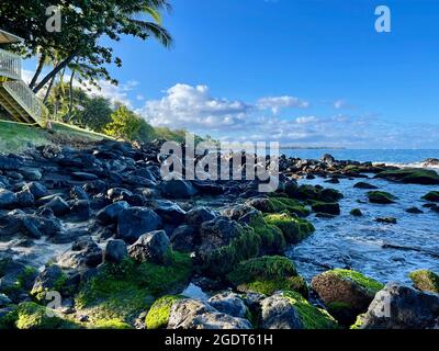 Il muschio di mare ricco e denso cresce su slick rocce vulcaniche che si trovano sulle rive di una spiaggia a Lahaina, Maui, Hawaii. Foto Stock