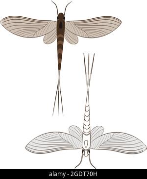 Illustrazione realistica di Mayfly o shadfly o fishfly Insect. Isolato su sfondo bianco. Insetti Bugs Worms Pest e Flies. Illustrazione Vettoriale