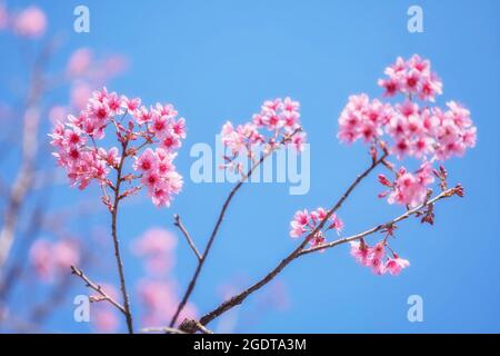 Rosa Wild Himalayan Cherry fiore con cielo blu chiaro Foto Stock
