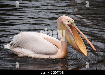Pelican in acqua con becco aperto Foto Stock
