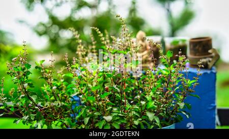 Tulsi o Ocimum tenuiflorum sanctum plant. Molti arbusto ramificato, 30 a 60 cm di altezza con foglie di steli pelosi sono verdure verdi che fioriscono in giardino su Foto Stock