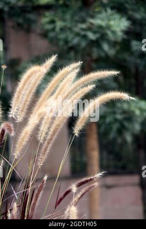 Infiorescenza di erba di coda di volpe (Setaria parviflora) Foto Stock