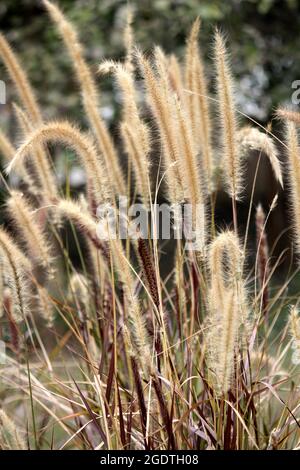 Infiorescenza di erba di coda di volpe (Setaria parviflora) Foto Stock