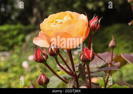 Una singola rosa di Lady Hamilton circondata da gemme nei giardini formali del Mount Edgcumbe country Park vicino a Plymouth. Rose Garden al Monte Edgcumbe Foto Stock