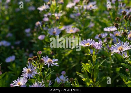 Sfondo naturale reale: Fiori Aster amellus in fiore giardino galleggiato witn luce del sole al tramonto in una bella giornata estiva Foto Stock